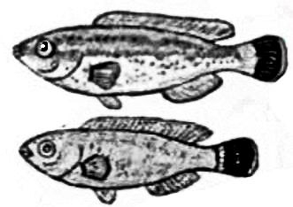 Symphodus melanocercus